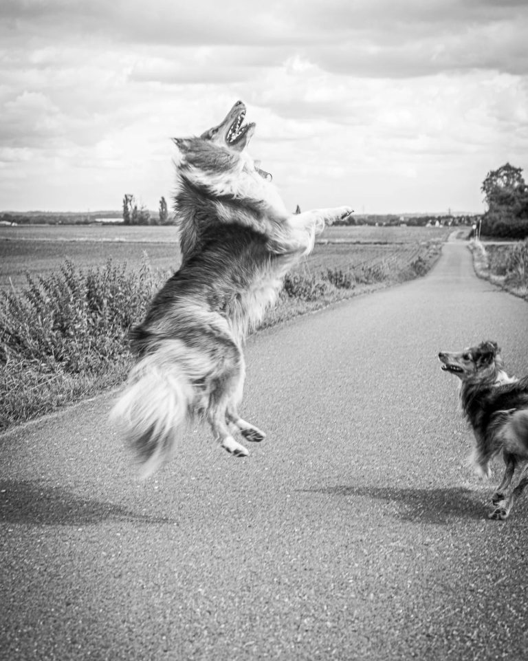 Fröhliche Hunde Zwei Hunde auf einer Landstraße, einer springt fröhlich in die Luft.